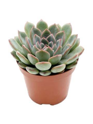 MeinVIPShop Sukulente Echeveria Aurora 14cm
