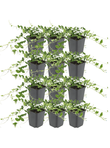 NatureNest Weißes Immergrün Set 12 Vinca minor Alba winterhart