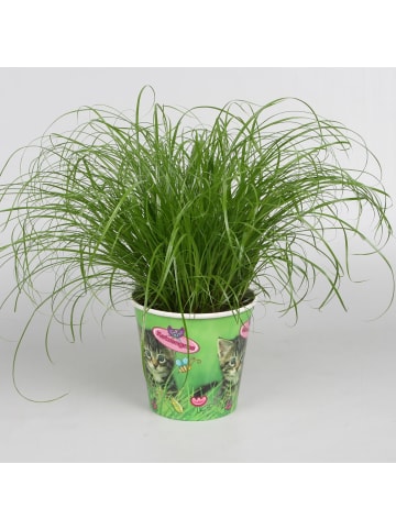 MeinVIPShop 2 x Katzengras
