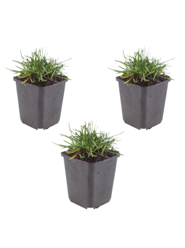 NatureNest 3er-Set: Armeria maritima Splendens Staude winterhart in Rosa