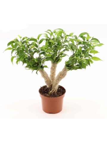 MeinVIPShop Zimmerpflanze Ficus benjamina 35cm