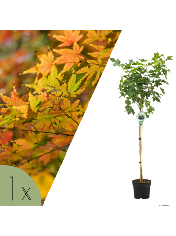 NatureNest 1 Acer platanoides Globosum Kugelahorn in Grün Topf 21 cm Höhe 100 cm Stamm 80 cm