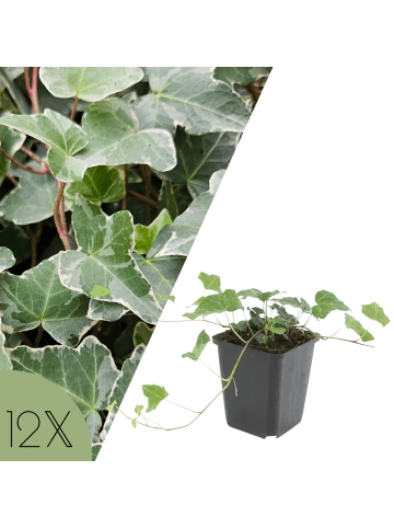 NatureNest Efeu Glacier Set 12 Hedera helix winterhart