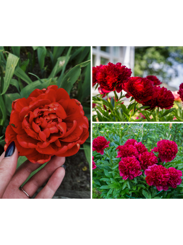 GARDENZO 3er-Set: Pfingstrose (Paeonia lactiflora) in Rot