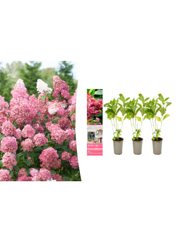 GARDENZO 3er-Set: pan. 'Pink Diamond' Hortensien in Rosa
