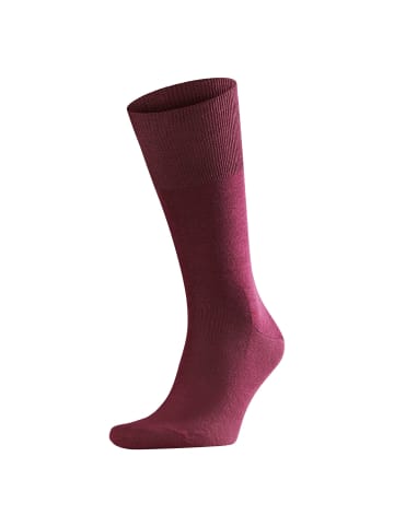 Falke Socken 2er Pack in Barolo (8596)