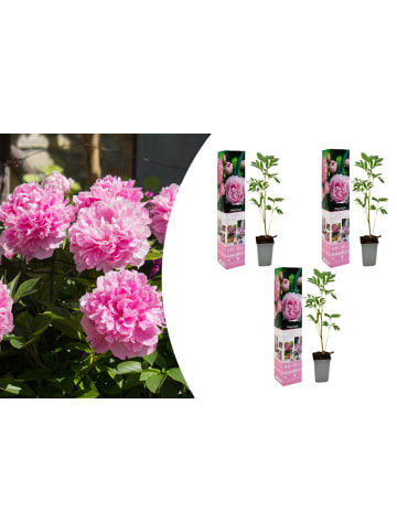 OH2 3-er: Set Pfingstrose (Paeonia lactiflora) in Rosa