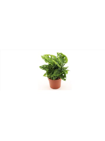 MeinVIPShop Monstera adansonii 25cm 1er Zimmerpflanze