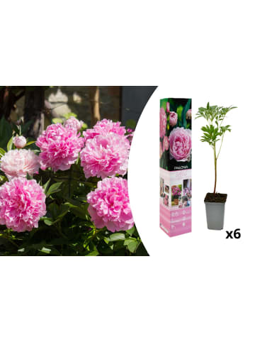 OH2 6-er: Set Pfingstrose (Paeonia lactiflora) in Rosa