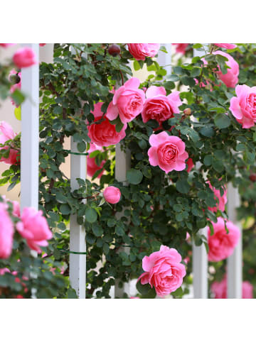 relaxdays 1200 x Pflanzenbinder in Grün - (L)23 cm