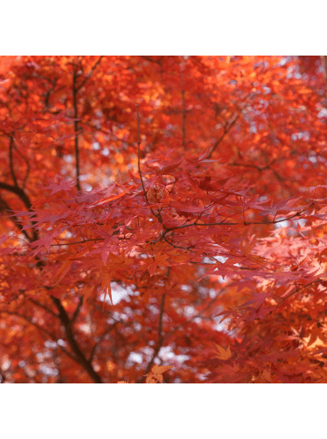 NatureNest Ahorn platanoides Crimson Sentry Ahornbaum in Rot