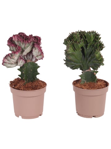 MeinVIPShop 2 x Euphorbia Zimmerpflanze