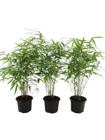 NatureNest Bambus Set 3 Pflanzen Bambusoideae immergrün Garten