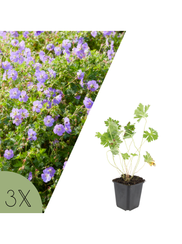 NatureNest Storchschnabel Rozanne Set 3 Geranium winterhart