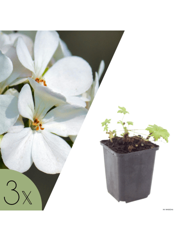 NatureNest 3er-Set: Geranium White Ness Staude winterhart in Weiß