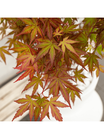NatureNest Acer palmatum Redwine Ahornpflanze in Rot Topf 19 cm Höhe 50 cm