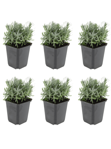 NatureNest 6er: Set Lavandula angustifolia Hidcote Pflanzen in Lila