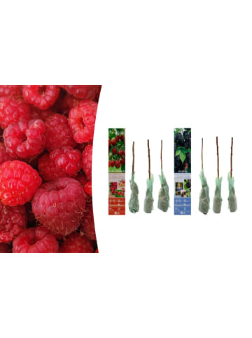 GARDENZO 6er-Set: Beeren in Bunt