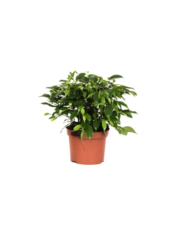 GARDENZO 4er-Set:  Wartungsarme Zimmerpflanzen