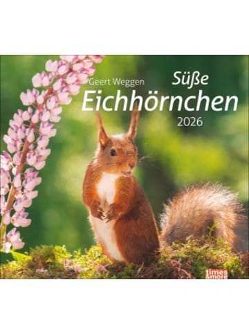 Heye Kalender Kalender - times&more Eichhörnchen Bildkalender 2026