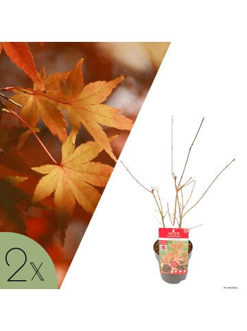 NatureNest 2er: Set Acer palmatum Atropurpureum Ahornpflanze in Rot Topf 15 cm Höhe 30 cm