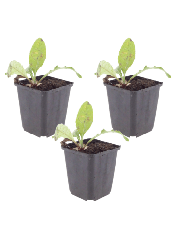 NatureNest 3er-Set: Echinops ritro Staude sonnig winterhart in Blau