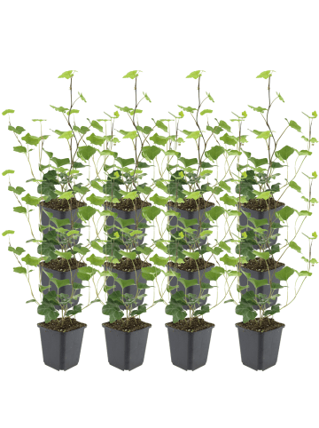 NatureNest 12 Hedera hibernica Pflanzen in Grün Topf 9 cm Höhe 15 cm