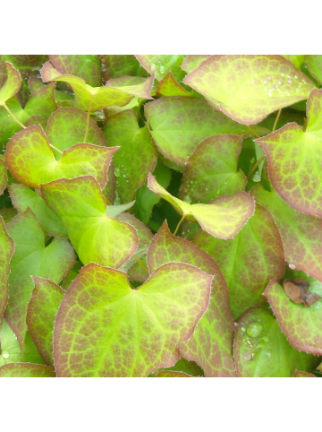 NatureNest 3er: Set Epimedium perralchicum Frohnleiten in Gelb