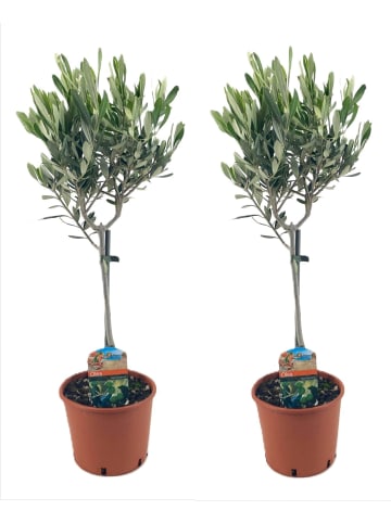 MeinVIPShop Mediteraner Olivenbaum 50cm 2er Set