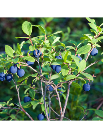 NatureNest Heidelbeeren Set 3 Vaccinium corymbosum bio