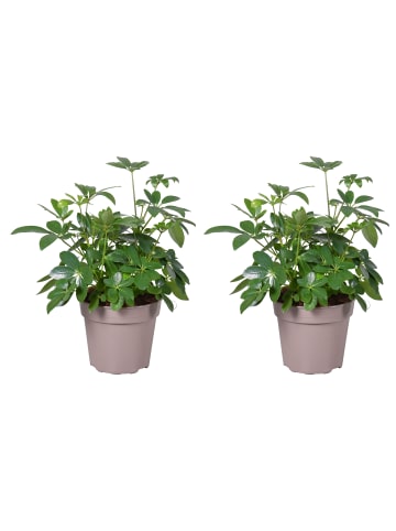 MeinVIPShop Schefflera arboricola Arboricola 45 cm 2er Set Zimmerpflanze