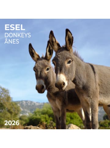 TUSHITA Kalender - Esel/Donkey 2026