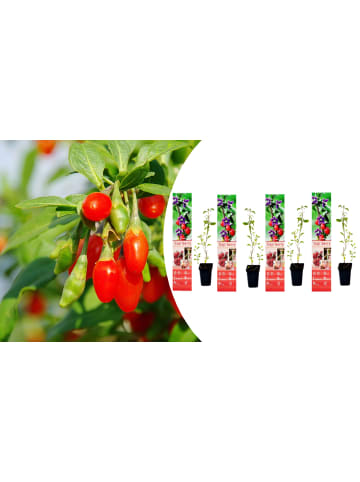 OH2 4er-Set: Goji-Beeren Superfood-Pflanzen in Rot