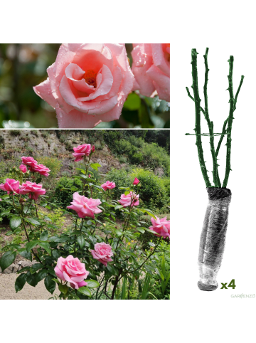 GARDENZO 4er-Set: Duftende großblumige Gartenrosen in Rosa