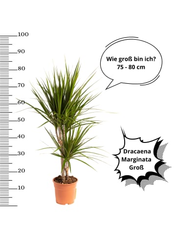 OH2 Pflanze Dracaena Marginata in Grün