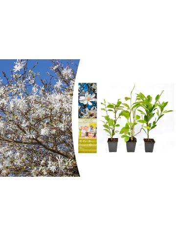 OH2 3-er: Set Magnolien Stellata in Bunt