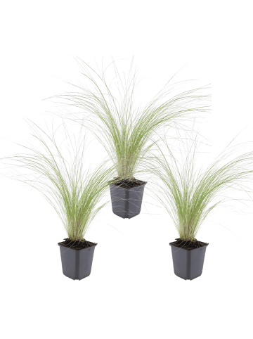 NatureNest 3er Stipa tenuissima Ponytails Pflanzen in Grün