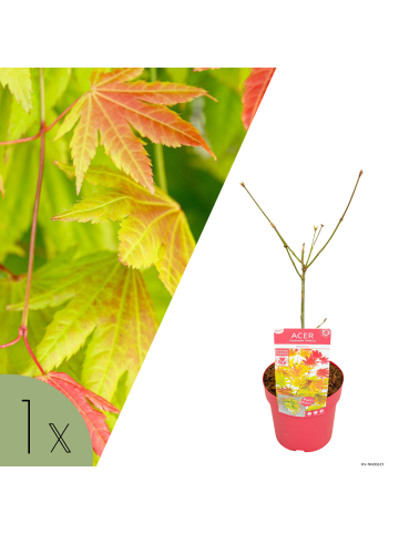 NatureNest Acer shirasawanum Moonrise Ahornpflanze in Gelb Topf 19 cm Höhe 40 cm