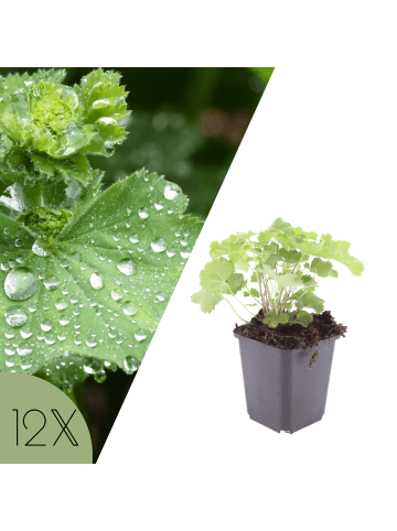 NatureNest 12er: Set Alchemilla mollis Pflanzen in Grün