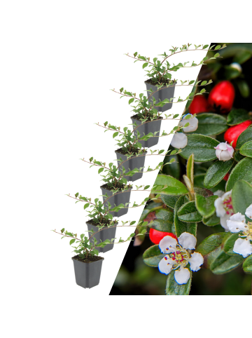 NatureNest 6 Asterpflanzen  Aster ageratoides 'Asran'  