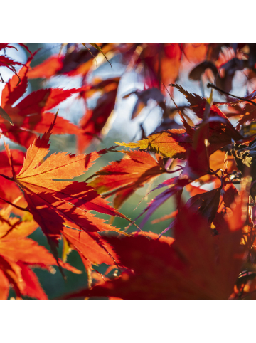 NatureNest 4er: Set Acer palmatum Ahornpflanzen Mix in Grün Topf 10,5 cm Höhe 20 cm