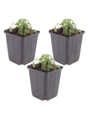 NatureNest 3er: Set Geranium cinereum Ballerina Pflanzen in Rosa