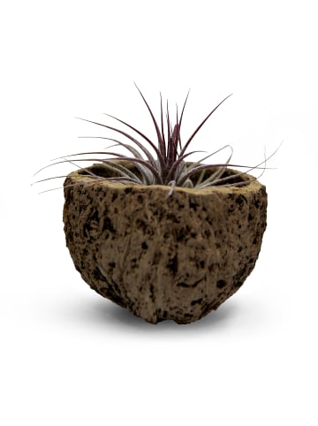 MeinVIPShop Exotische Qurico Nuss Schale mit Tillandsia rosa