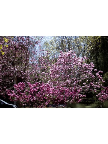 GARDENZO 4er-Set: XXL Ziermandelbaum in Rosa