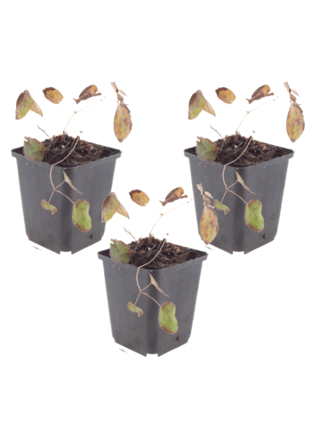 NatureNest 3 Epimedium rubrum Pflanzen in Rot Topf 9 cm Höhe 15 cm