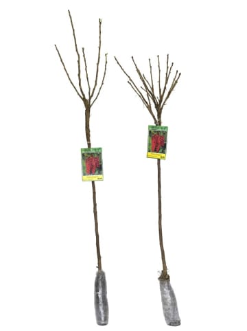 GARDENZO 2er-Set: Beeren auf Stamm Johannisbeere in Rot