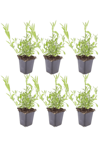 NatureNest Eisenkraut Set 6 Verbena bonariensis winterhart