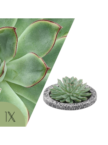 NatureNest Echeveria Pulidonis Sukkulente im Beton Look Topf