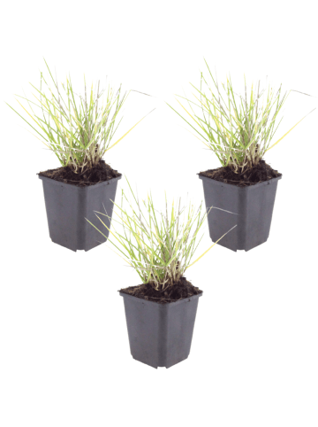 NatureNest 3er-Set: Sedum Matrona Staude mehrjährig winterhart in Rosa