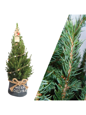 NatureNest Weihnachtsbaum mit Beleuchtung Starlight in Xmas Bag blau